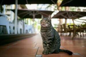 Kedi Kafeteryası: Kendinizi Kedilerle Donatacağınız Yer