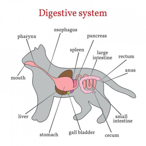 kedilerin organlarını gösteren resim