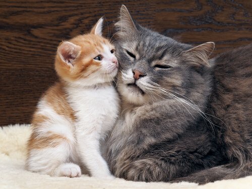 Kedi şefkat gösteriyor