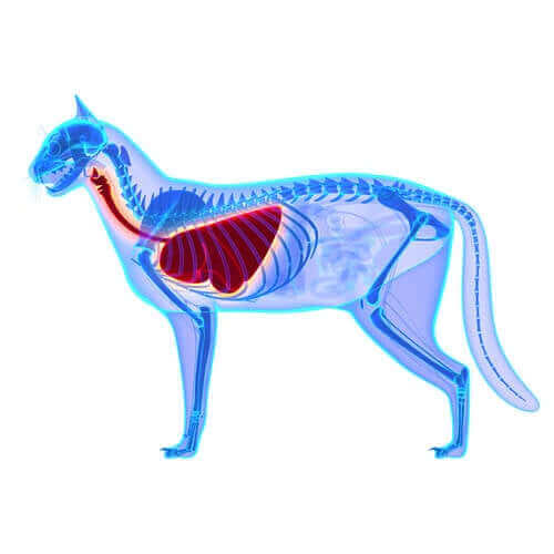 akciğer yetmezliği