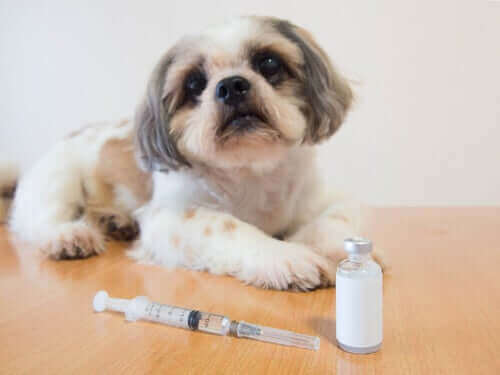 önünde insülin enjeksiyonu duran küçük köpek