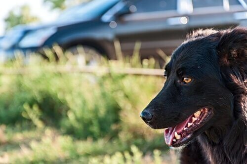 araba ile köpeğe çarpmak