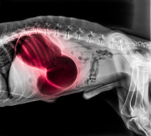 köpeğin röntgeni kan pıhtılaşması