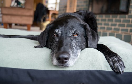 Köpek Beyin Yaşlanması Nasıl Tespit Edilir?