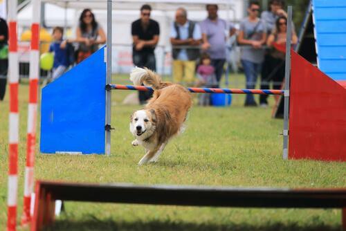 köpek yarışıyor
