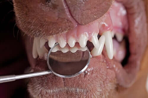 köpeklerde diş eti hastalığı
