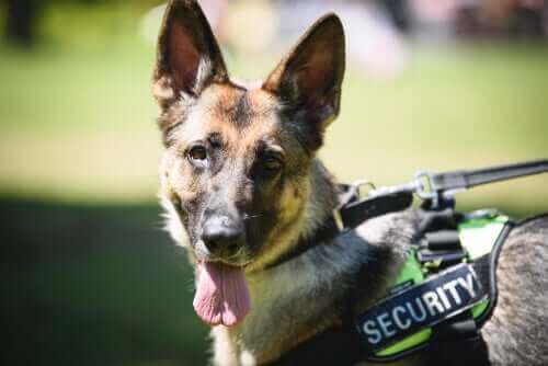Polis Köpeklerinin Eğitimi: Hizmetten Emekliliğe