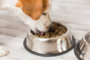 Diyet Tavsiyesi - Yaşlı Köpeklerde Beslenme