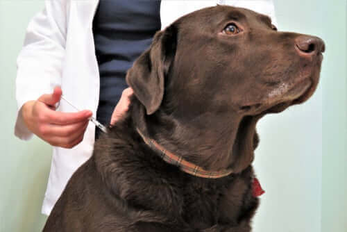Diyabetik Köpekler: Bakım ve Beslenme