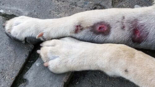 Köpeklerde Bacak Şişmesi: Sebepleri ve Belirtileri
