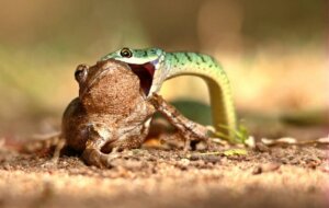 kurbağa yiyen yılan
