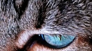 Kedi Kürkü - Neden Renk Değiştirir?