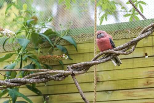 gül karınlı muhabbet kuşu