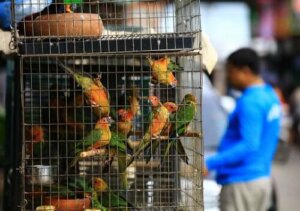 CITES Sözleşmesi ve Gelişmeleri