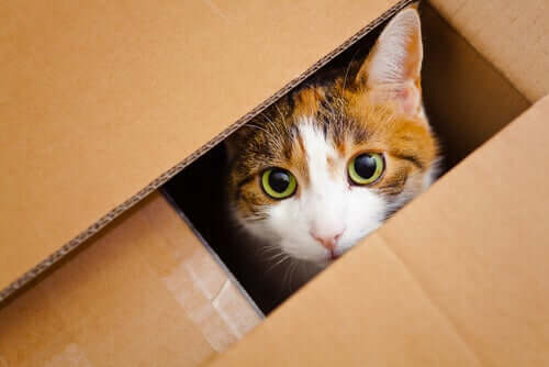 kutu içinden bakan kedi