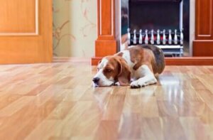 Köpekler İçin Laminant Zeminin Tehlikeleri