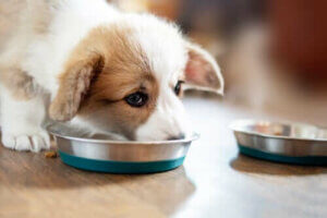 Yavru Köpeğinizi Beslemek: Altın Kurallar