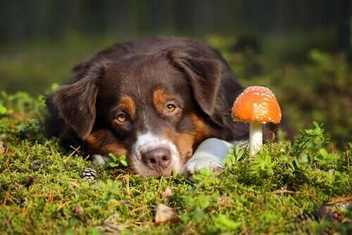 Köpeklerde Mantar Zehirlenmesi: Ne Yapılmalı?