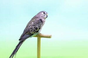 Gül Karınlı Muhabbet Kuşu: Beslenmesi ve Yaşam Alanı