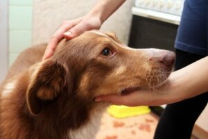 Köpeğiniz Nöbet Geçirirse Ne Yapmalı?