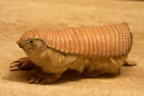Pembe Peri Armadillosu Nedir?