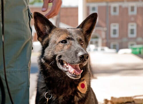 polis köpeği