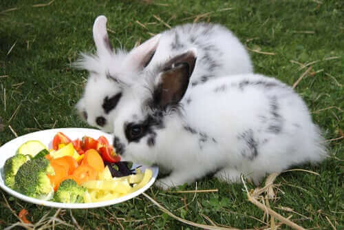 tavşanlar sebze yiyorlar