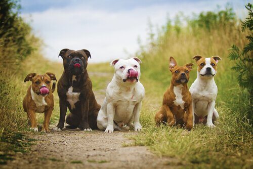 bakan beş köpek
