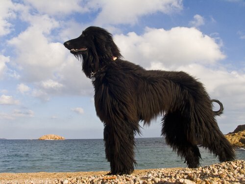 sahilde siyah köpek