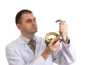 Evcil Hayvan Olarak Bir Sürüngen Almadan Önce Düşünülmesi Gerekenler