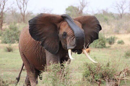 açık alanda bir fil