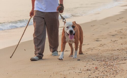 tasma ile sahil yürüyüşü yapan köpek