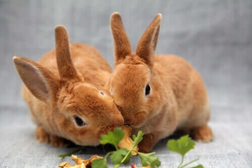 Tavşanlar için Tehlikeli Olan Yiyecekler
