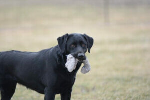 Köpeğiniz için Tehlikeli Nesneler