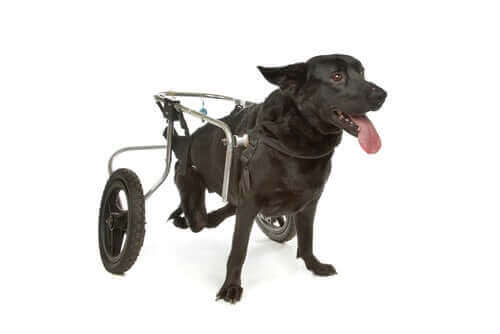 tekerlekli sandalyeli köpek