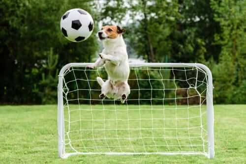 futbol oynayan köpek