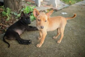 Kıtlık Sonrası Venezuela'daki Evcil Hayvanlar