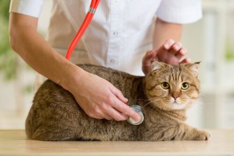 veterinerde muayene olan kedi