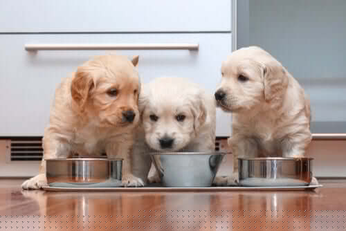 yavru köpeklerde beslenme