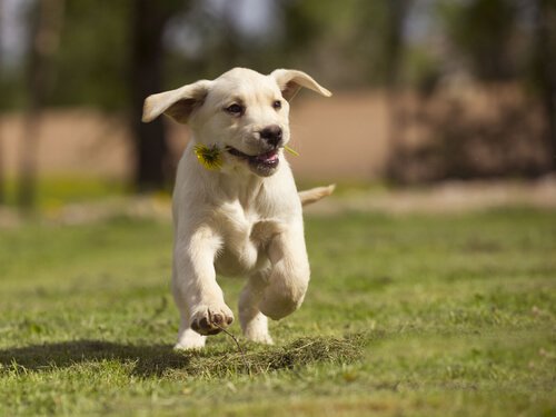 koşan yavru köpek