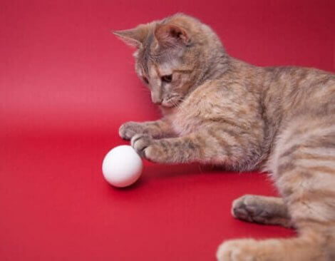 kanserli kedi ve yumurta 