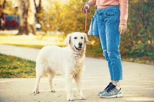 Köpeğini yürüyüşe çıkarmış bir kişi.