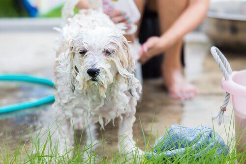 banyodan sonra ıslak köpek