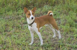 Havlamayan Bir Köpek Türü Olan Basenji İle Tanışın