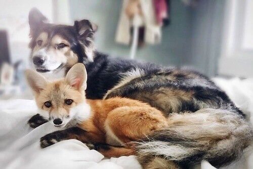 Yan yana yatan Juniper ve Moose.