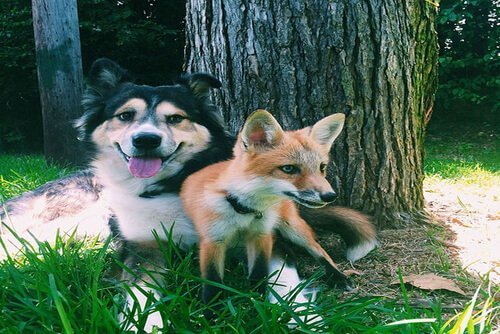 Dışarıda oynayan Juniper ve Moose.