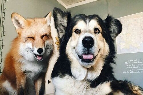 Juniper ve Moose: Arkadaş Olan Bir Tilki ve Bir Köpek