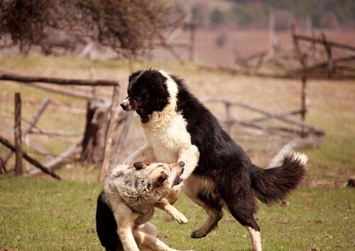 agresif köpekler