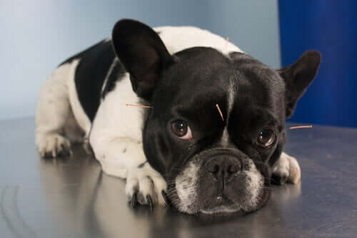 köpeklerde akupunktur uygulaması