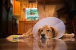 Ameliyat Sonrası Köpek Bakımı İçin Yedi Öneri